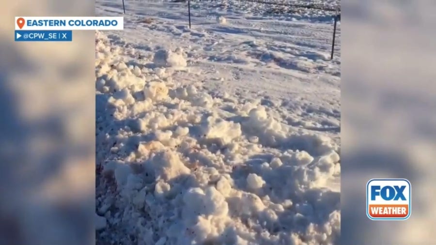 GRAPHIC: Dozens of pronghorn killed in Colorado seeking refuge from deep field snow