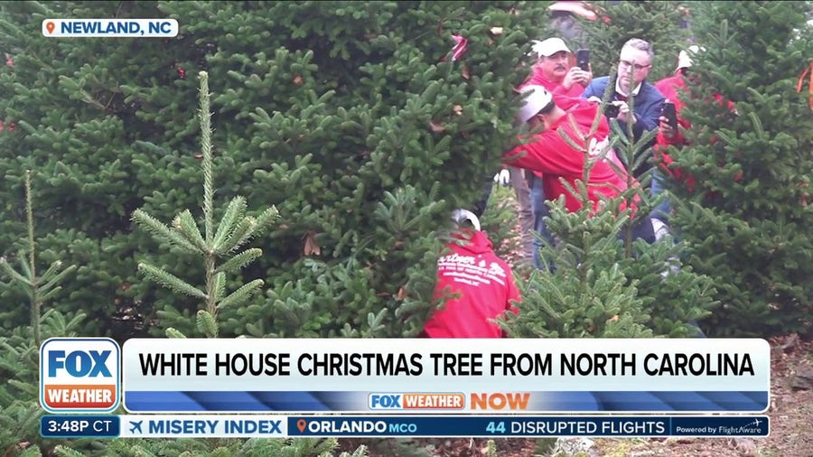 White House Christmas tree cut down in hard-hit North Carolina