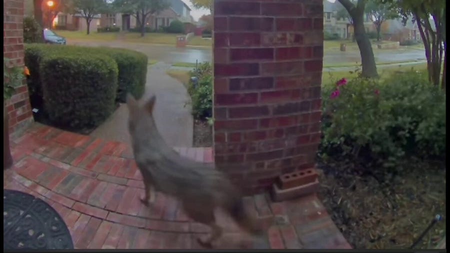 Watch: Coyote and bobcat caught playing tag on Texas doorbell cam