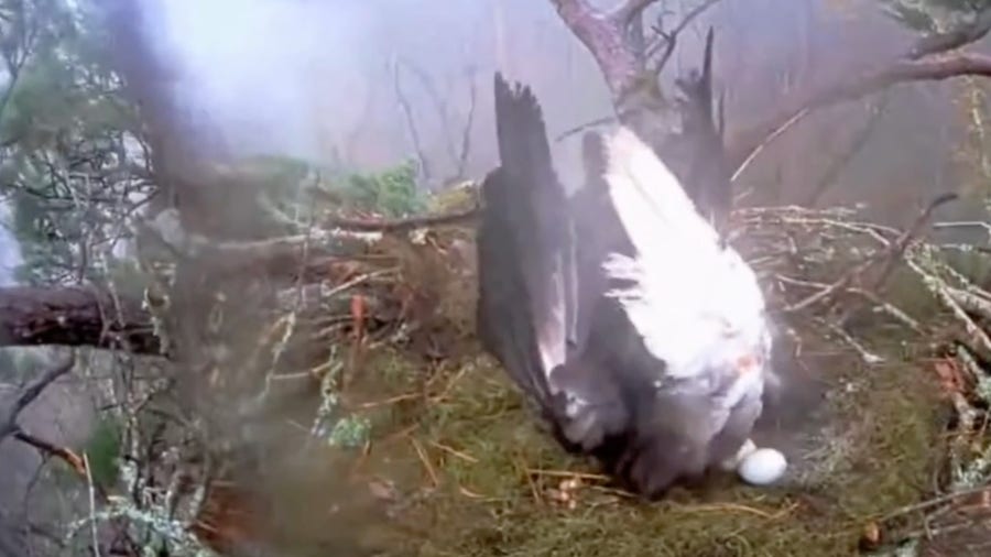 Video: Bald eagle saves eggs during tornado-warned storm