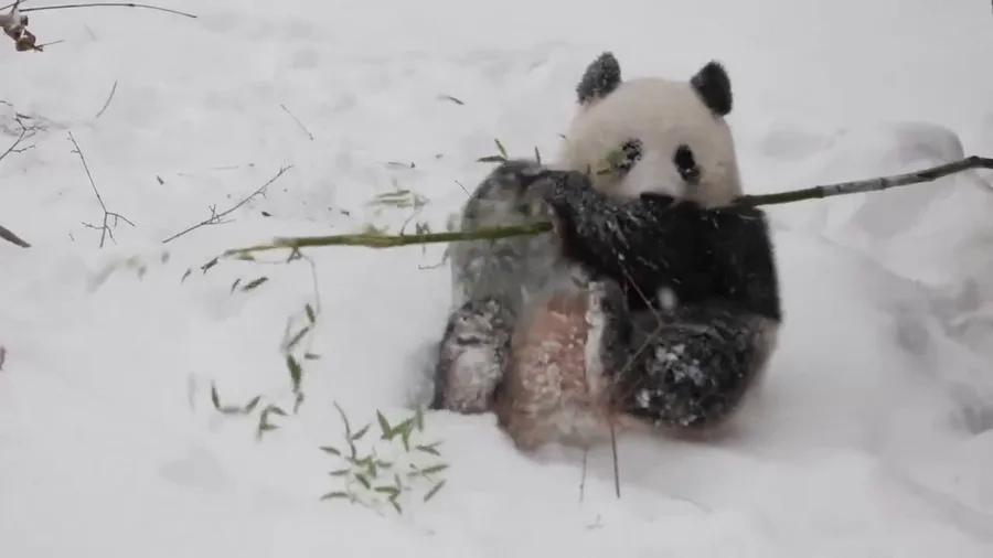 Pandas play in the snow at the National Zoo in Washington D.C.