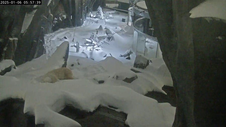 Polar bear delighted by freshly fallen snow at Saint Louis Zoo