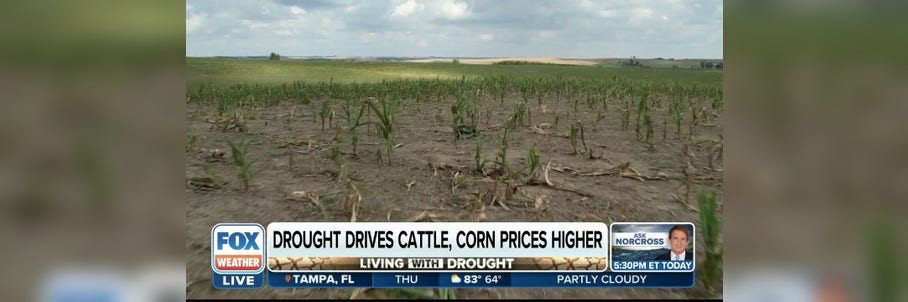 Drought driving up feed-corn prices, hitting cattle ranchers hard