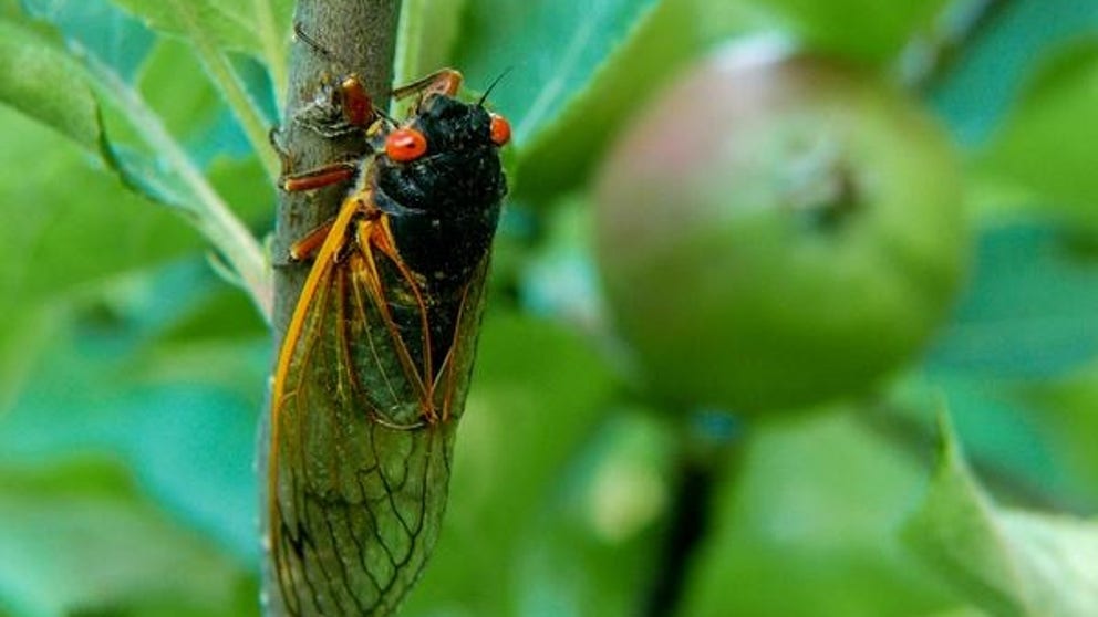 Annual vs. Periodical Cicadas: The differences between these two bugs. 