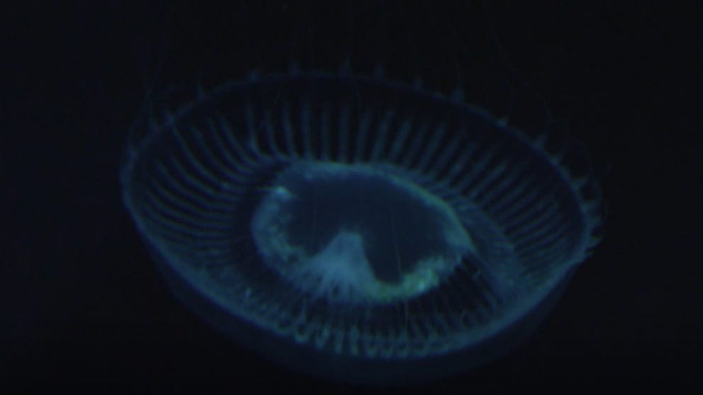 Bioluminescence: Oh How The Deep Sea Glows | Latest Weather Clips | FOX ...