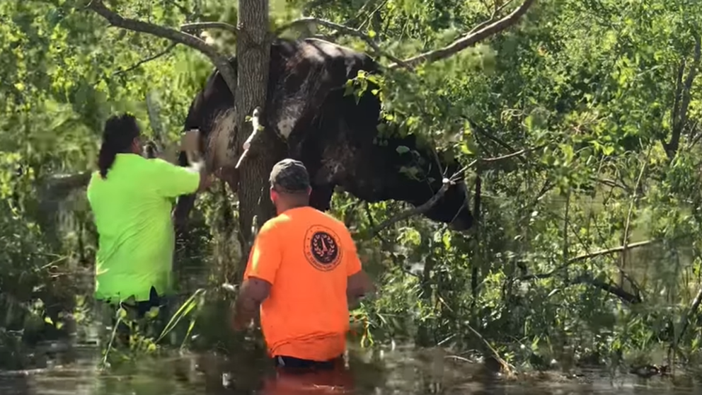 Employees with St. Bernard Parish along with another helper managed to eventually get the cow free. 