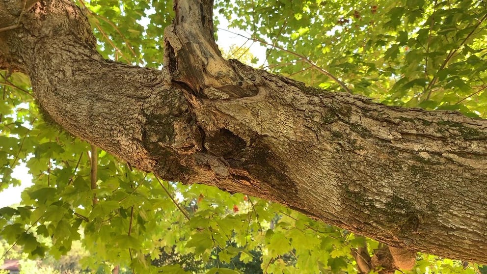What to look for in your trees before the storms arrive.
