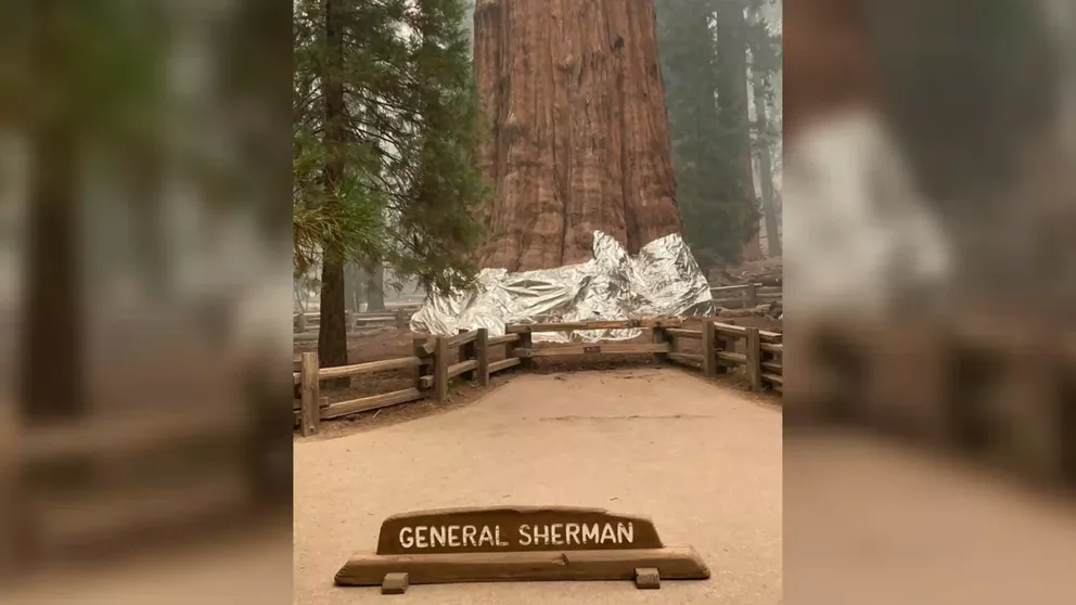 Park officials shared an image of a large fire-resistant foil blanket wrapped around the more than 36-foot base of the 2,200-year-old tree.