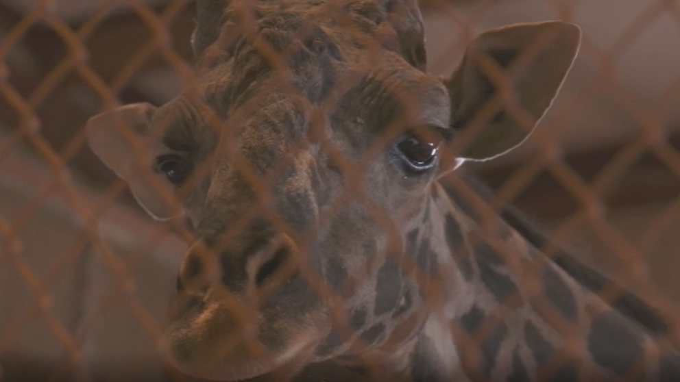 How the Phoenix Zoo protects giraffes during monsoon thunderstorms. 
