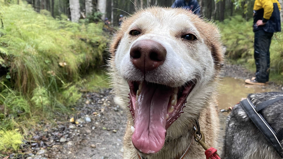 Sled dogs are an Alaskan icon, but how do their mushers train these cold-weather pups in the summer months? Max Gorden takes us along for the ride as he sees how one Iditarod-winning team does it.