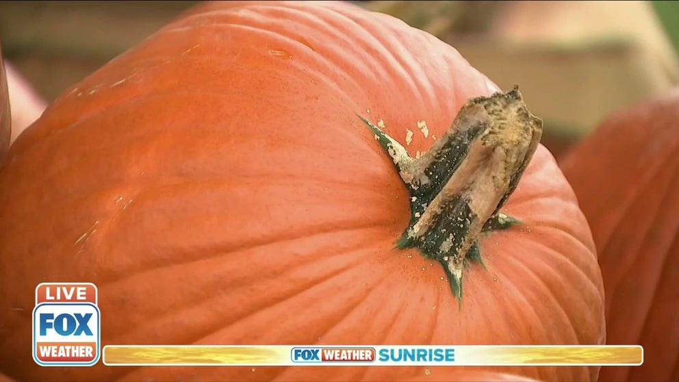 Availability of the popular pumpkin pie filling might have been saved this year after an Illinois crop scientist discovered a known water mold that could have wiped out the nation's largest pumpkin producer.