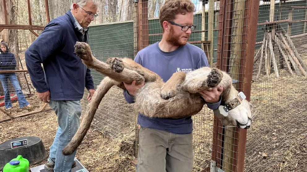 Wildlife experts say a mountain lion seen in Rohnert Park near two schools on Monday was tranquilized and is undergoing medical evaluation after demonstrating behavior unlike a full-grown predatory animal, FOX2 in Oakland reports.