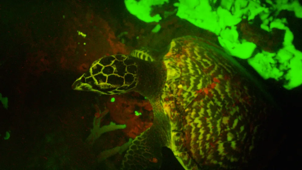 A dreamy wonderland glows beneath the water's surface. In this video, marine biologist David Gruber explains how fish, reptiles and other animals exhibit bioluminescence and biofluorescence -- phenomena that help organisms display neon colors. (Footage courtesy of David Gruber and John Sparks)