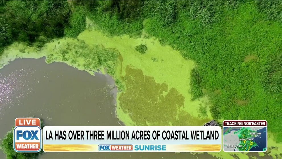 Since the 1930's, Louisiana has lost roughly 2,000 square miles of wetlands -- one and a half times the area of the entire state of Rhode Island.