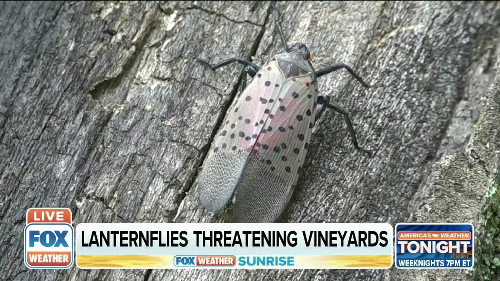 An invasive bug is spreading in states up and down the northeast, and causing problems for vineyards. Now people are being told to squash these ‘spotted lanternflies' as soon as they see them.
