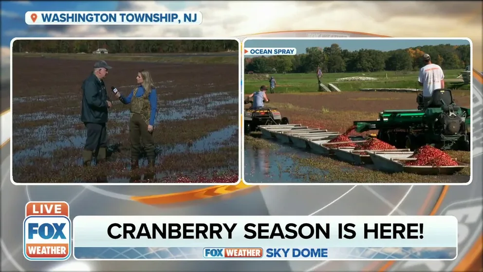 FOX Weather Multimedia Journalist Katie Byrne was in New Jersey Monday and explains how the weather can affect the nation's cranberry crops.
