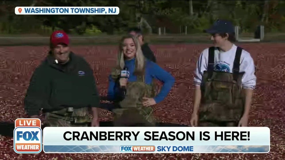 FOX Weather Multimedia Journalist Katie Byrne tours a cranberry bog in New Jersey where the owners have been harvesting the fruit for generations.