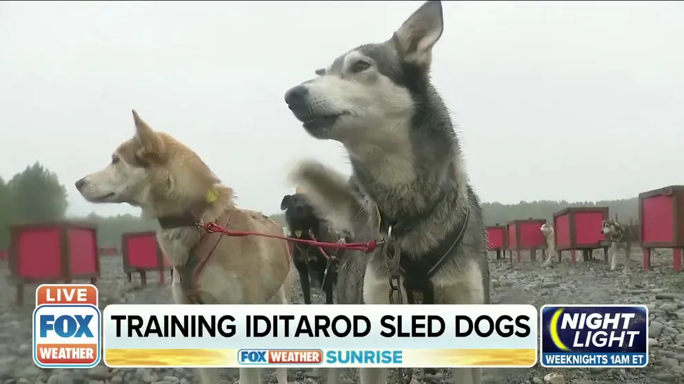 Sled dogs are an Alaskan icon, but how do their mushers train these cold-weather pups in the summer months?