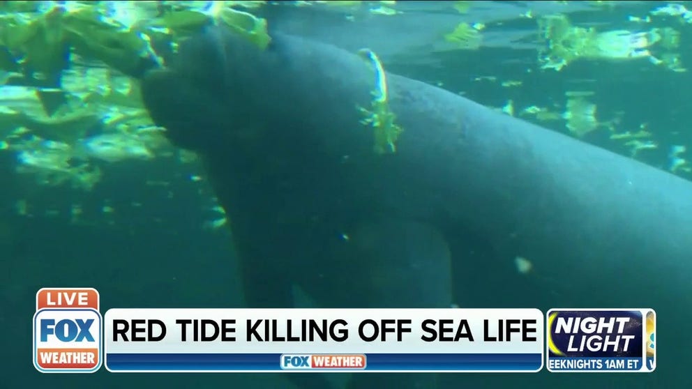 This year, nearly 15% of the manatee population has died, which is close to 1,000.  