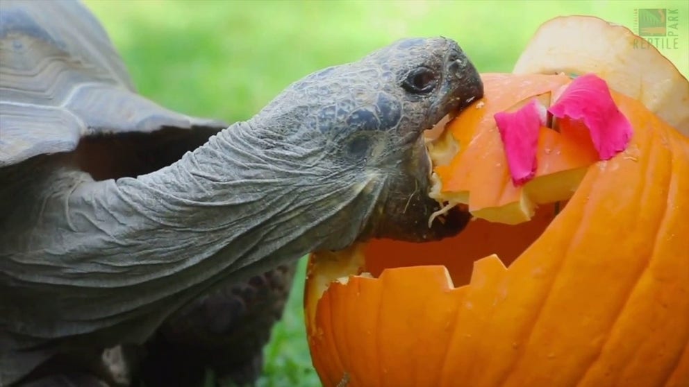A Galapagos tortoise who was flown to Australia from Germany several months ago to meet her new boyfriend marked her first Halloween in a new country by chowing down on a jack-o’-lantern pumpkin. Footage released by the Australian Reptile Park on Oct. 29 shows Estrella munching on the pumpkin and some hibiscus flowers.