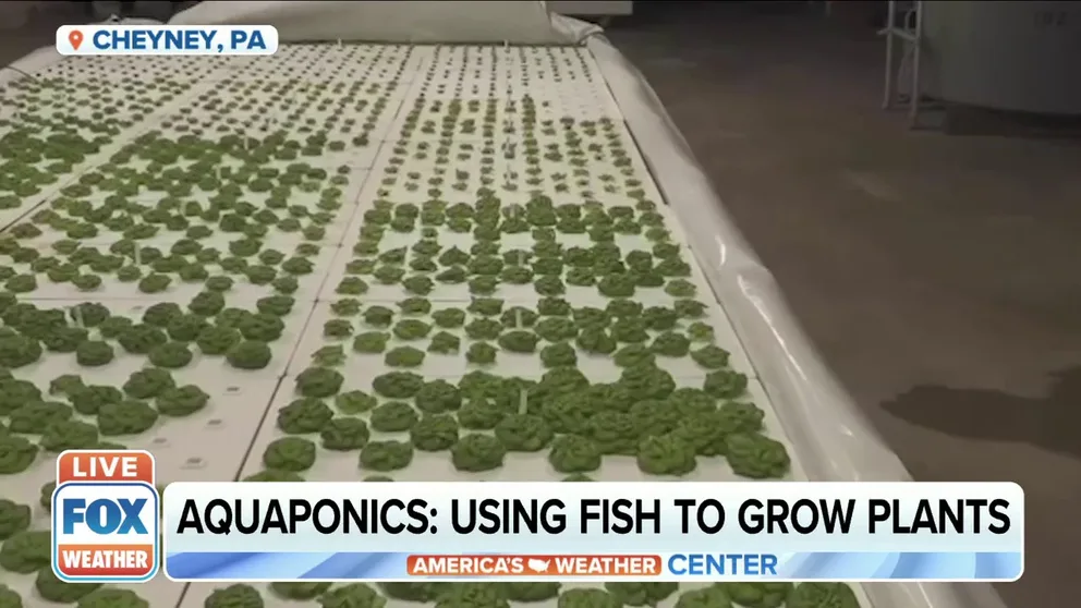 FOX Weather's Katie Byrne takes you to Cheyney University, where one group is researching aquaponics.
