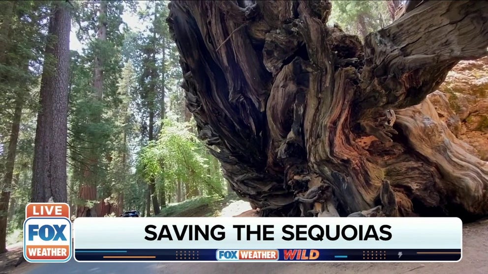 FOX Weather multimedia journalist Robert Ray on the race to preserve ancient, giant trees for the state of California. 