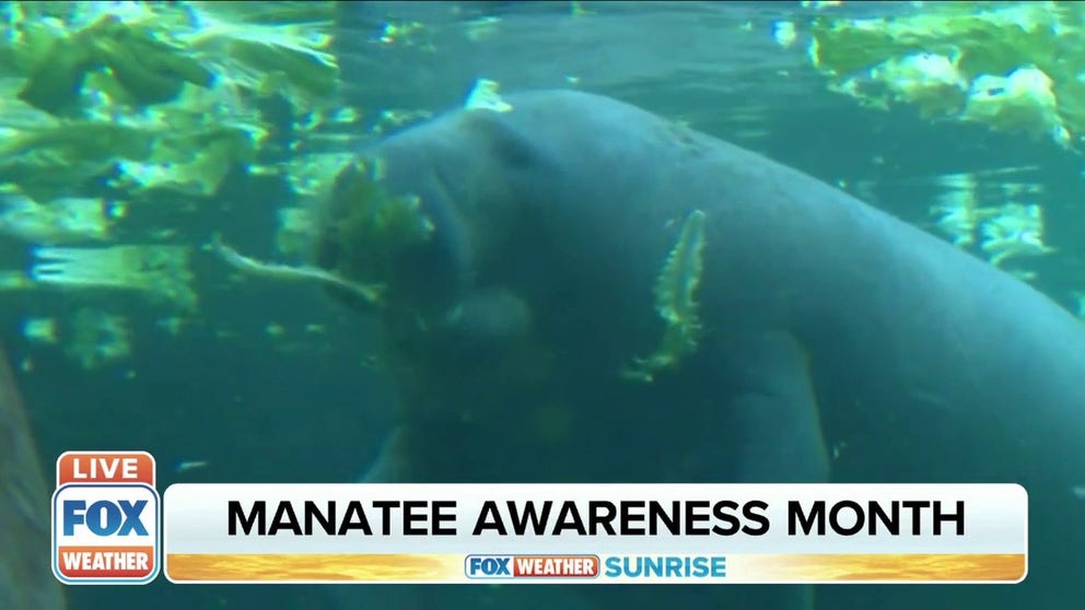 FOX Weather Correspondent Steve Bender interviewed Dr. Cynthia Stringfield at ZooTampa about what they’re doing to help save and rehabilitate manatees from cold water shock and red tide.  