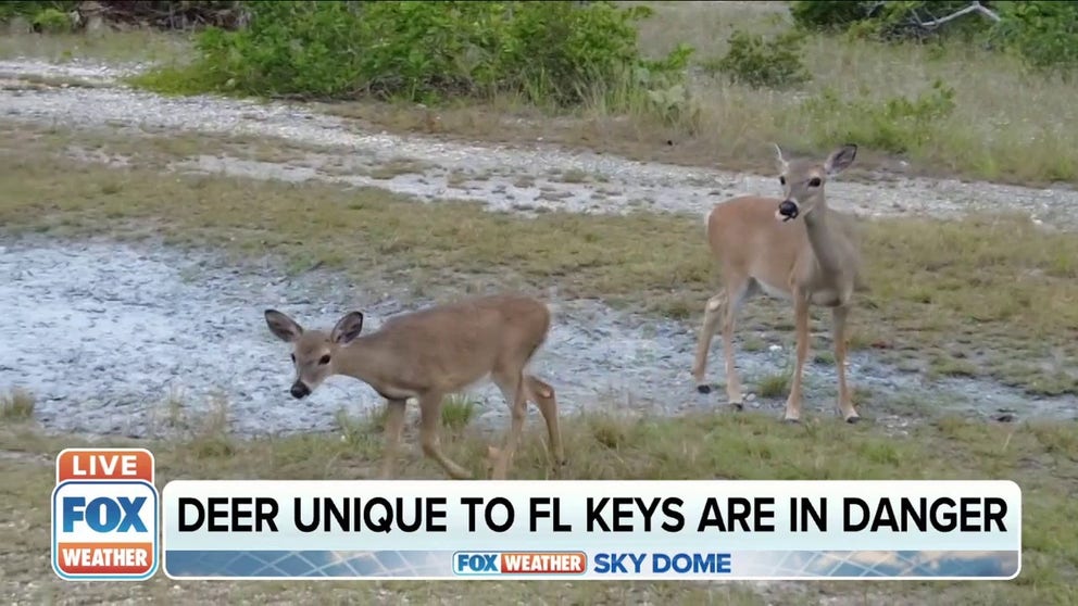 Key Deer are a smaller type of deer found only on some islands of the Florida Keys. Today a rise in sea levels is introducing salt into places where they would normally drink freshwater and eat, minimizing the land they can use. 