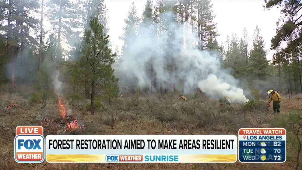 FOX Weather Correspondent Max Gordon went to southern Oregon to see how crews are working to make forests more resilient to surviving fires.