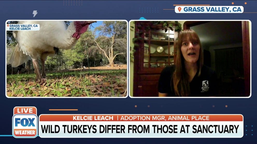 Adoption Manager Kelcie Leach of Animal Place explains how the rescue organization helps save and protect wild turkeys.