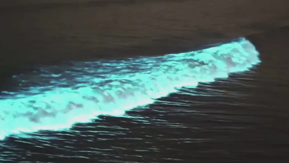 It looks like something out of a dream. Waves of blue light crashing ashore onto the California coast. The light is coming from inside the surf itself, courtesy of billions of microorganisms -  a phenomenon known as bioluminescence.