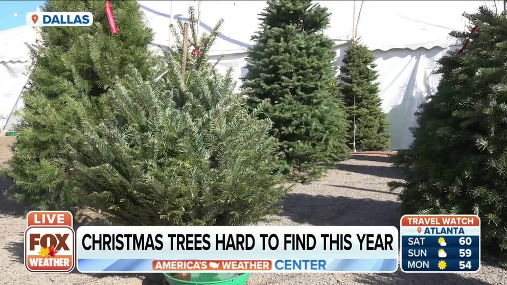 Christmas trees, real or artificial, are harder to find this year. 