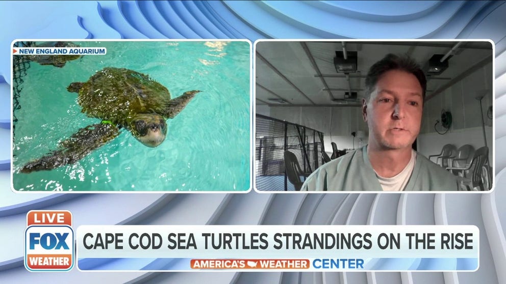 It's been a slow start to the annual sea turtle stranding season in Massachusetts, but the New England Aquarium is now treating more than 100 turtles suffering from hypothermia that have been rescued from Cape Cod beaches.