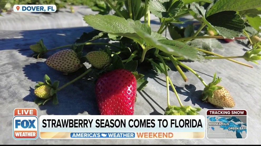 Areas east of Tampa, Florida, experience a mild winter. And that’s the perfect climate for strawberries to continue growing when most other strawberry farmers pause during the cold weather.