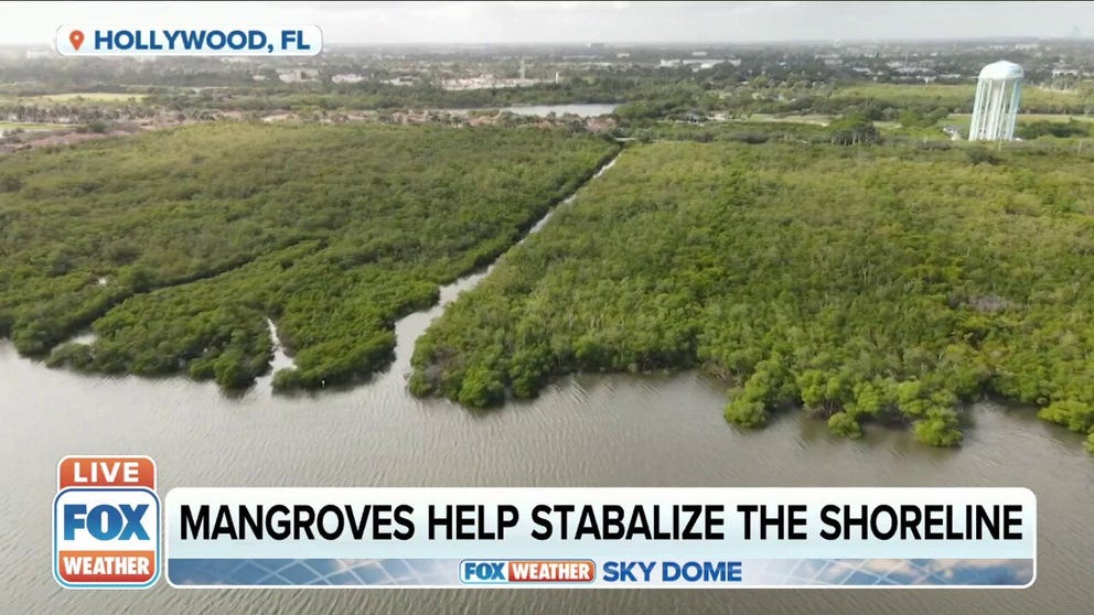 Mangroves are a natural defense for coastlines during tropical storms and hurricanes and this is why it's important to keep them healthy.

