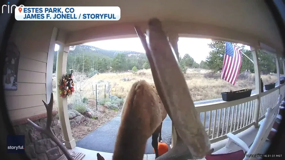 An unusual visitor rang the doorbell of a home in Estes Park, Colorado.
