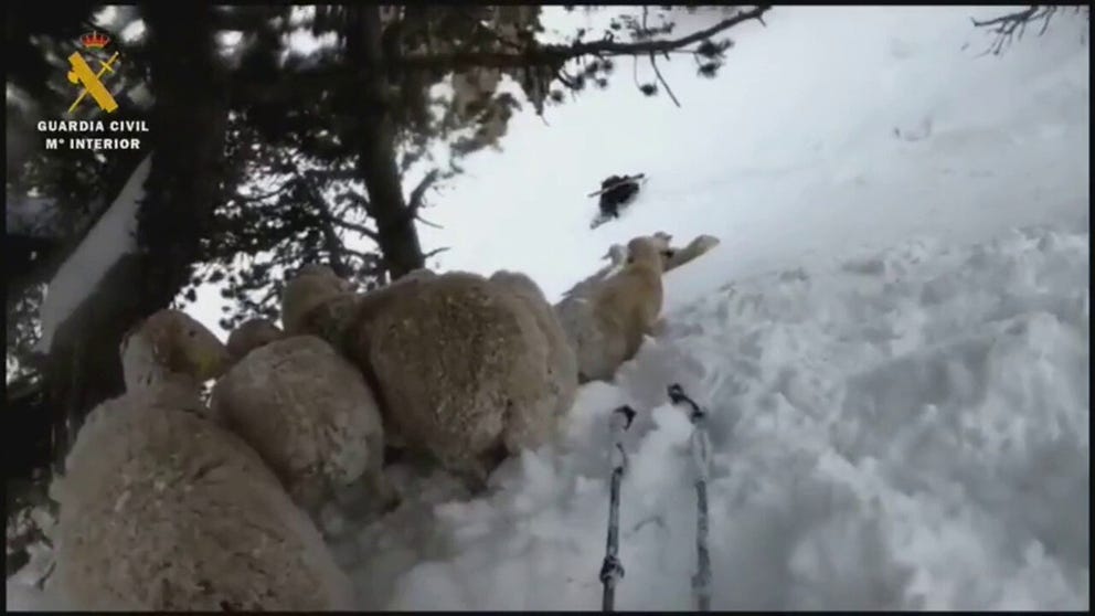Spanish police rescued a flock of sheep from a summit after heavy snow.
