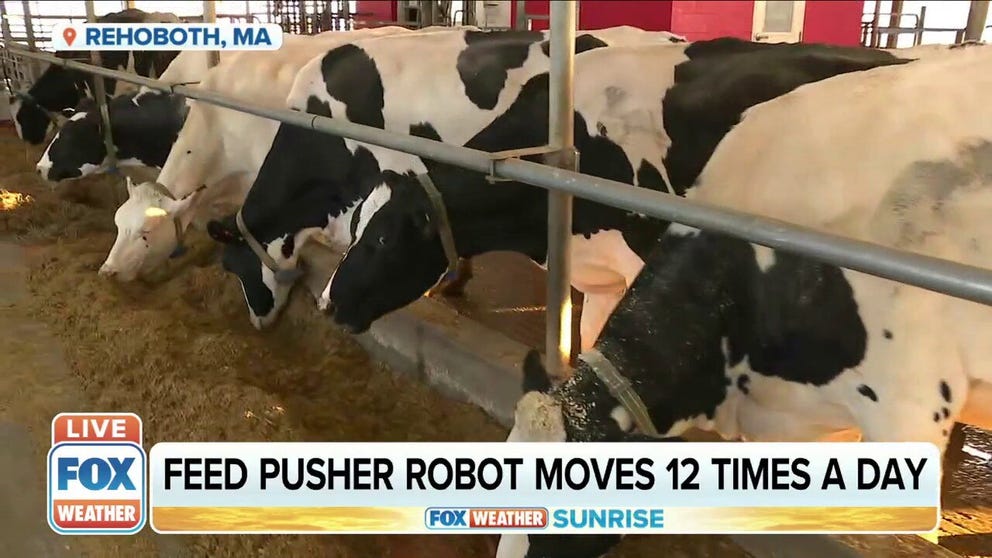 Cabot Creamery has a cow "Fitbit" that tracks their activity and the amount of time they spend eating. 