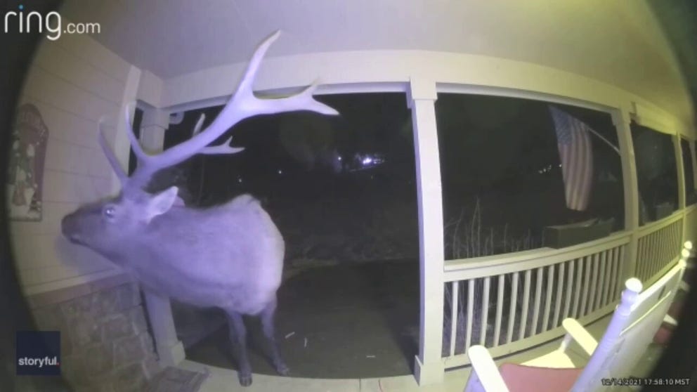 He's back! Meet Colorado's infamous ding-dong ditcher. Video courtesy of James Jonell via Storyful. 