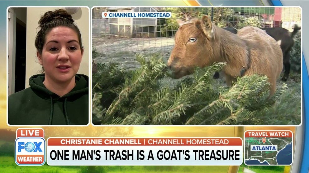 Part of Channell Homestead Family Farm, Christanie Channell sits down and discusses how the idea of feeding Christmas trees to goats came about 