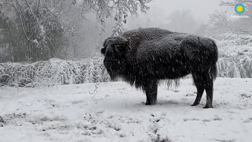 Smithsonian’s National Zoo provided this video of their sloth bears, bison, cheetah and elephants frolicking in the snow on Jan. 3, 2022.