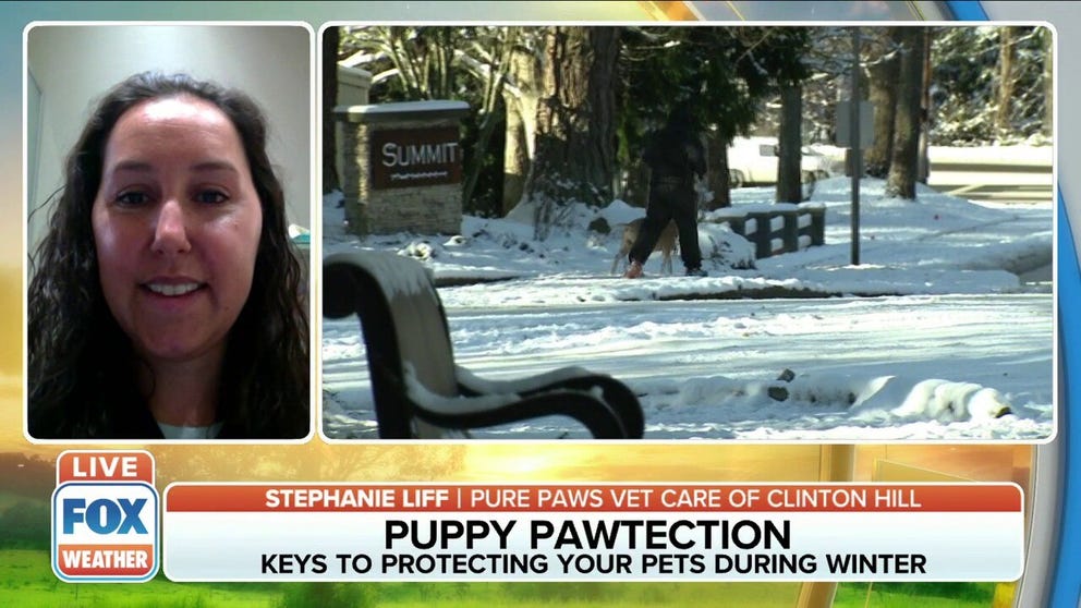 Stephanie Liff, Medical Director at Pure Paws Vet Care of Clinton Hill, walks us through key tips to help protect our pets during the winter months. 