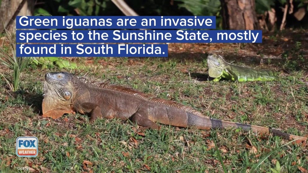 In previous years when the temperatures are forecast to drop into the low 40s, the National Weather Service Office in Miami issues a "falling iguana" warning to residents.