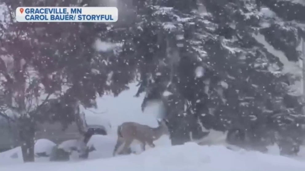 Video shows deer foraging in Graceville, Minnesota as heavy snow blankets the area.    