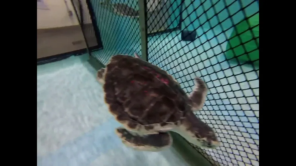 Typhoon, a rehabilitated sea turtle rescued from the cold waters off Cape Cod, is seen swimming after a successful surgery. He was later released into the Gulf of Mexico. (Video: New England Aquarium)