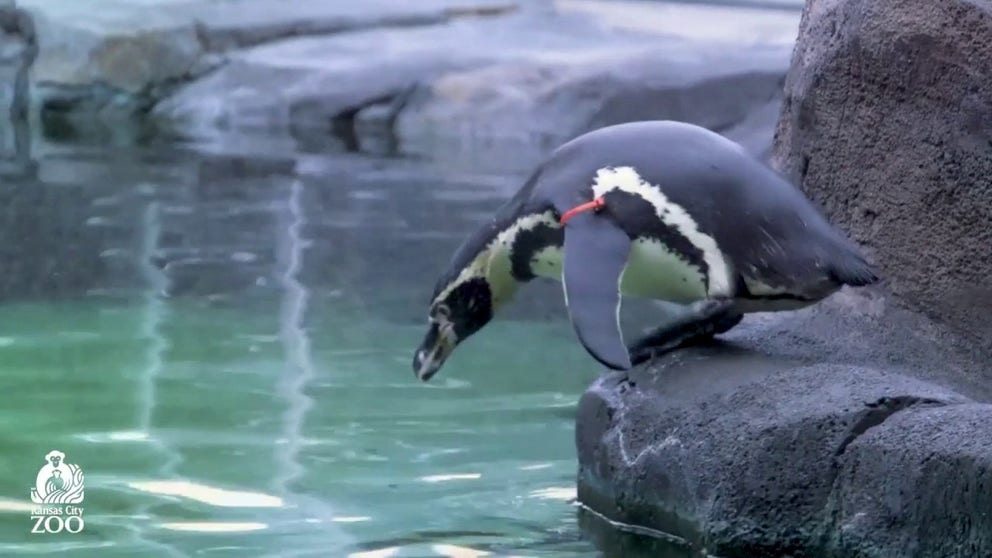 The Kansas City Zoo's Helzberg Penguin Plaza opened its doors in October 2013 and is currently home to king, macaroni, gentoo, and chinstrap penguins. They also house a family of Humboldt penguins that live in a separate warm-weather habitat.