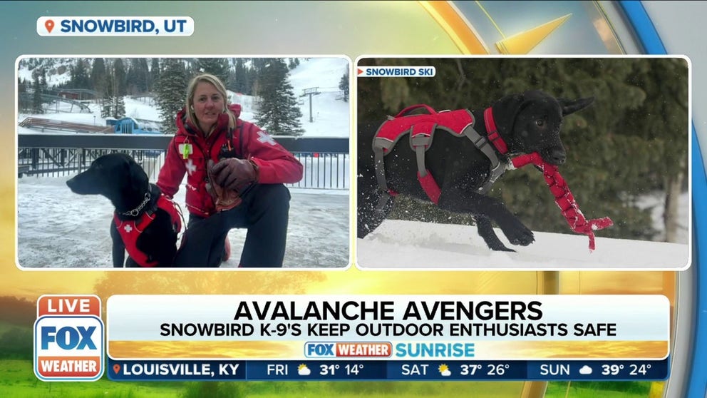 Marguerite Van Komen, Snowbird Ski Patroller and Dog Handler, talks about how their K-9s are keeping Utah’s outdoor enthusiasts safe in the face of an avalanche. 