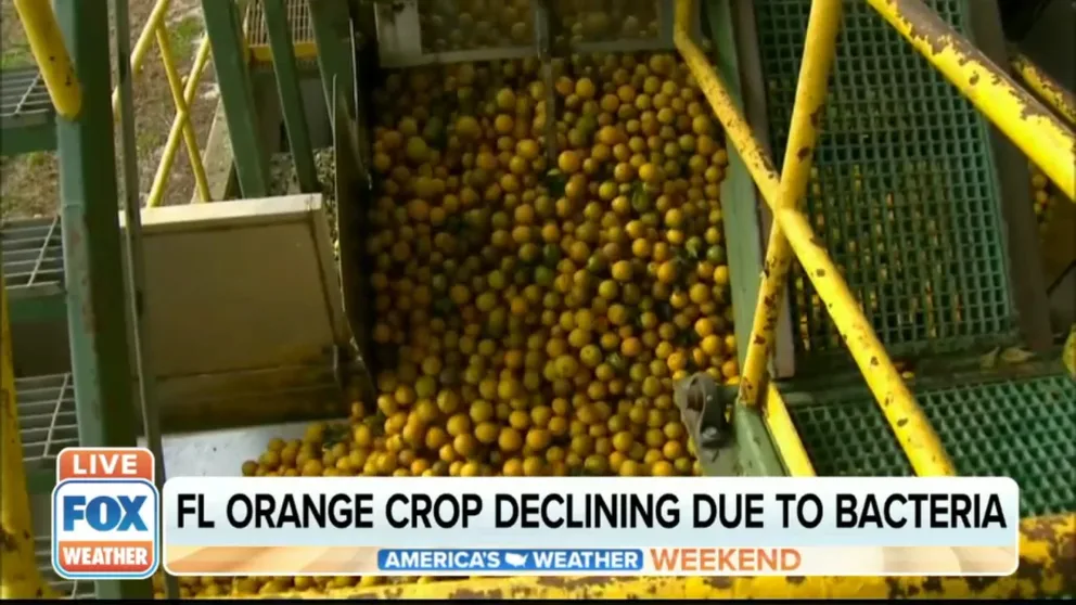 The Department of Agriculture says Florida is on pace to produce 44.5 million boxes of oranges during the current season, which is the smallest crop in more than 75 years.