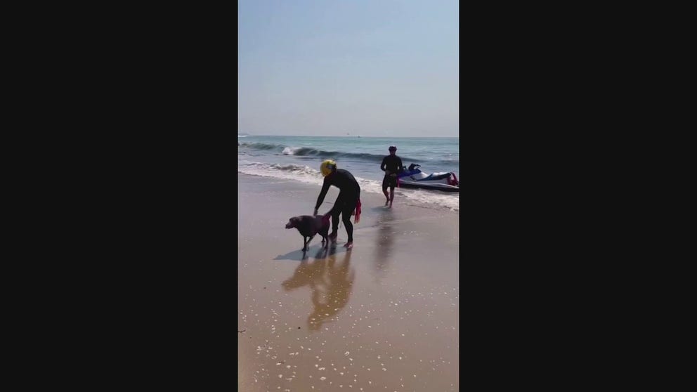 Two lifeguards rescued a dog 600 yards off a Los Angeles County beach.