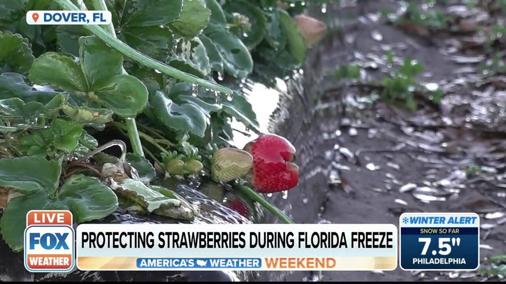 FOX Weather multimedia journalist Brandy Campbell reports from Dover, Florida, where farmers are using water to hopefully save their crop from freezing temperatures expected there tonight.